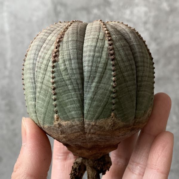 【B5491】残り在庫わずか！！【SS級！極上特選大株！！】ユーフォルビア オベサ Euphorbia obesa ( 検索 アガベ 多肉植物 )_画像2