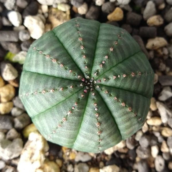 【B5556】在庫ラスト株！【選抜株】ユーフォルビア オベサ Euphorbia obesa ( 検索 アガベ 塊根植物 多肉植物 )_画像3