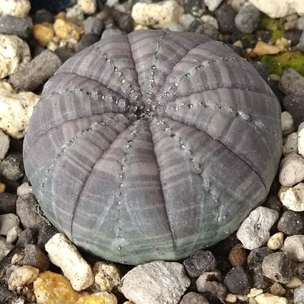 【B5558】在庫ラスト株！扁平型！！【選抜株】ユーフォルビア オベサ Euphorbia obesa ( 検索 アガベ 塊根植物 多肉植物 )_画像2