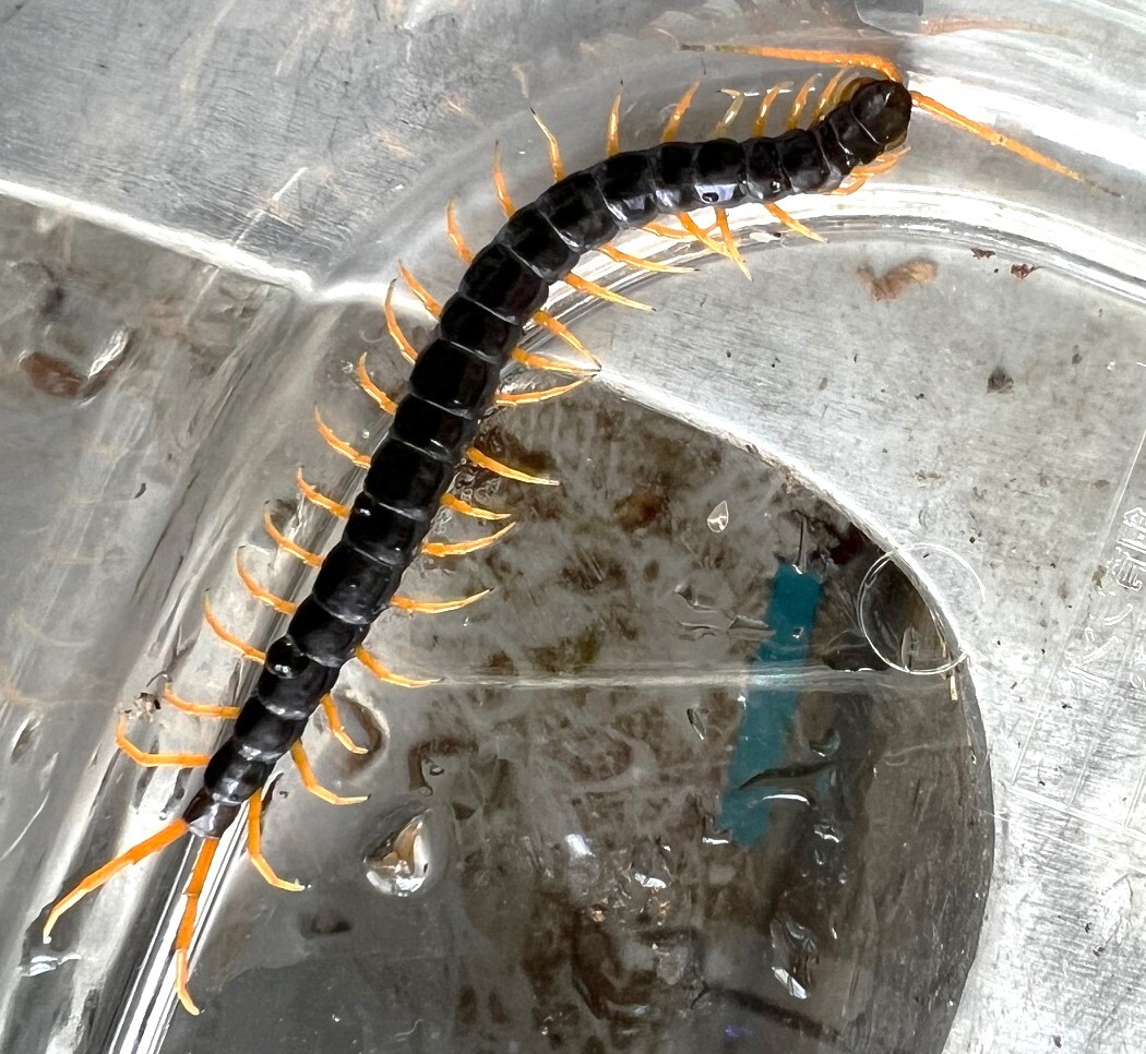 ☆少し育った完品１０㎝程度カタラクタ(ラオス産)☆ムカデ☆Scolopendra cataracta☆water fall centipede !_画像6