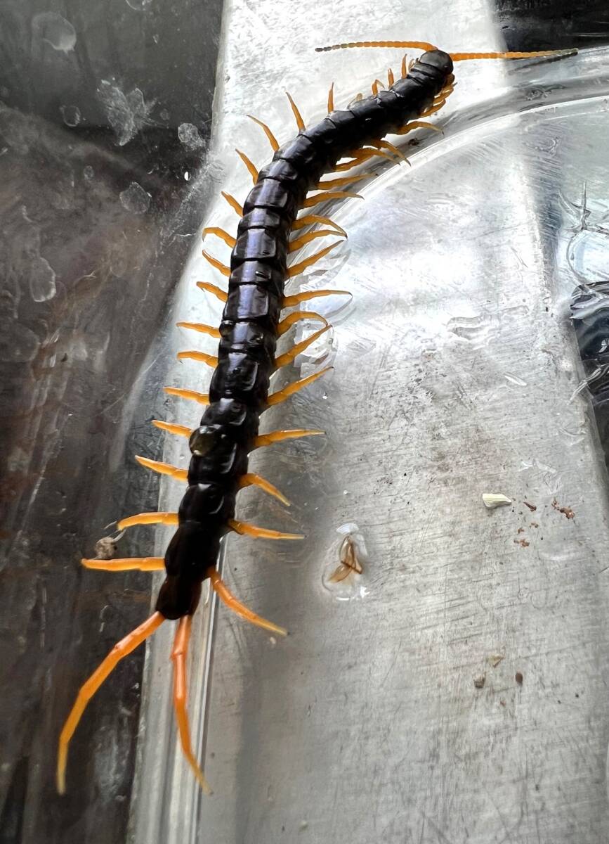 ☆少し育った完品１０㎝程度カタラクタ(ラオス産)☆ムカデ☆Scolopendra cataracta☆water fall centipede !_画像5