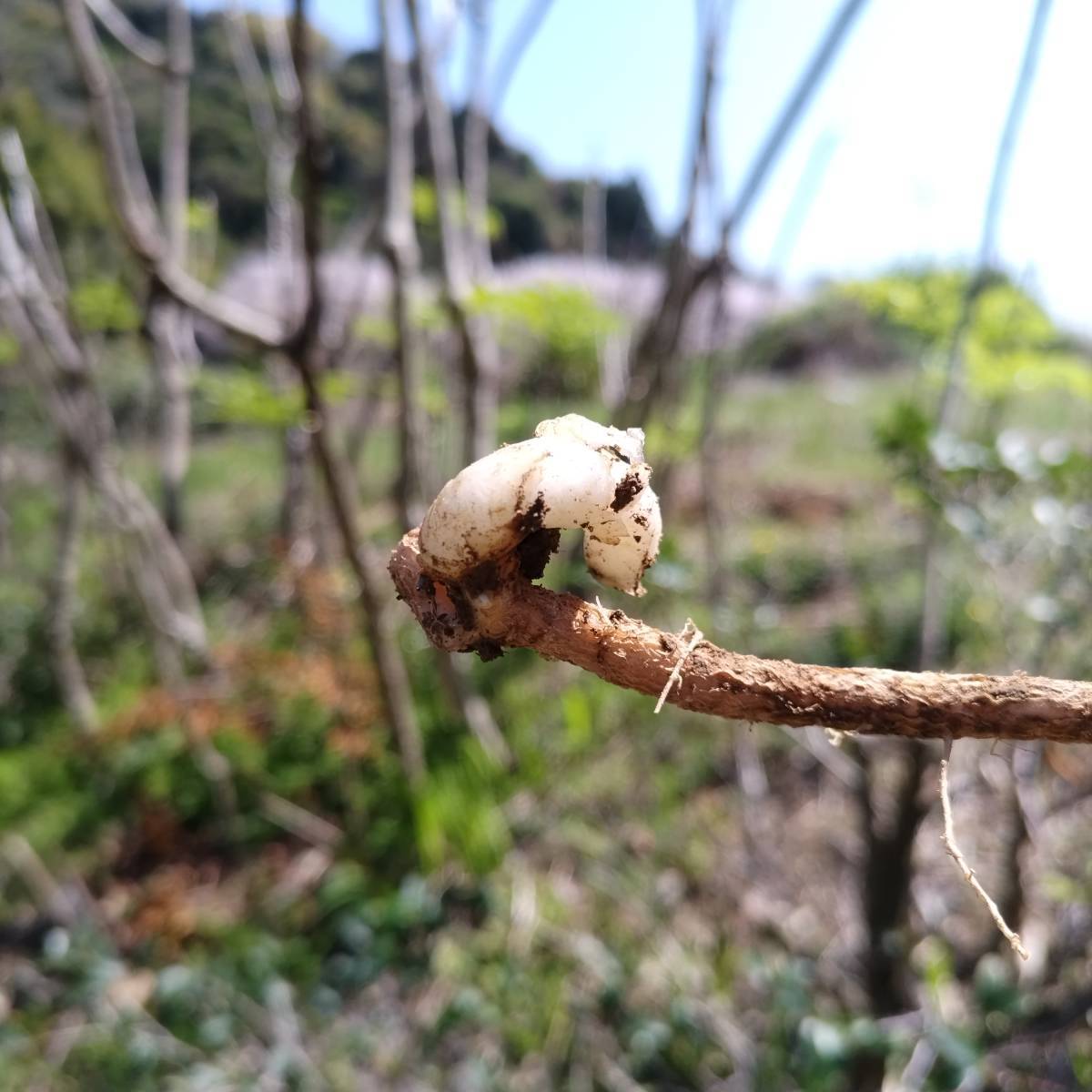 栽培用種根　とげなしタラの芽　　種根５本　プランター栽培可能_画像2