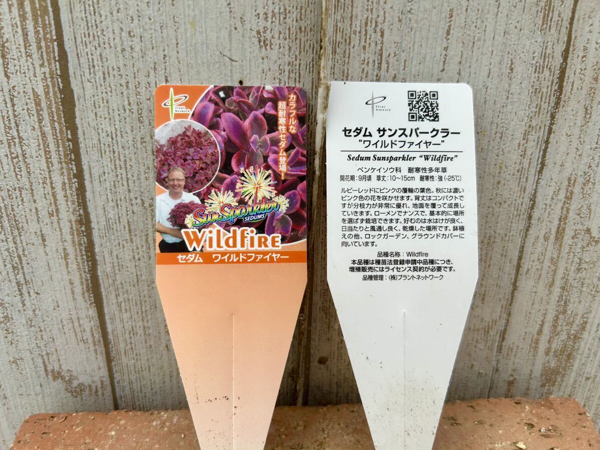 多肉植物 ワイルドファイヤー２ポット　寄せ植えに。_画像3