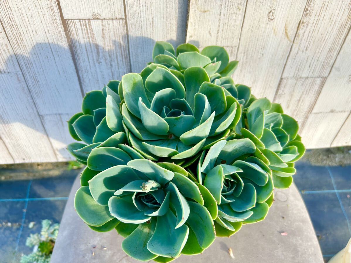 多肉植物 もりもり七福神鉢植え　寄せ植えに。_画像2