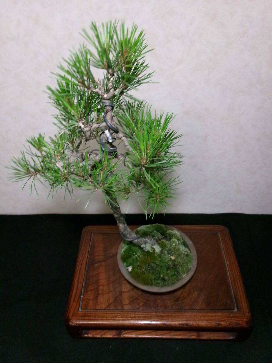  rare old tree feeling eminent . exhibition also red pine root trim is good underfoot manner .... style. writing person tree bring-your-own. middle goods (. manner ) bonsai height of tree 47 centimeter ( ground . from 40.)