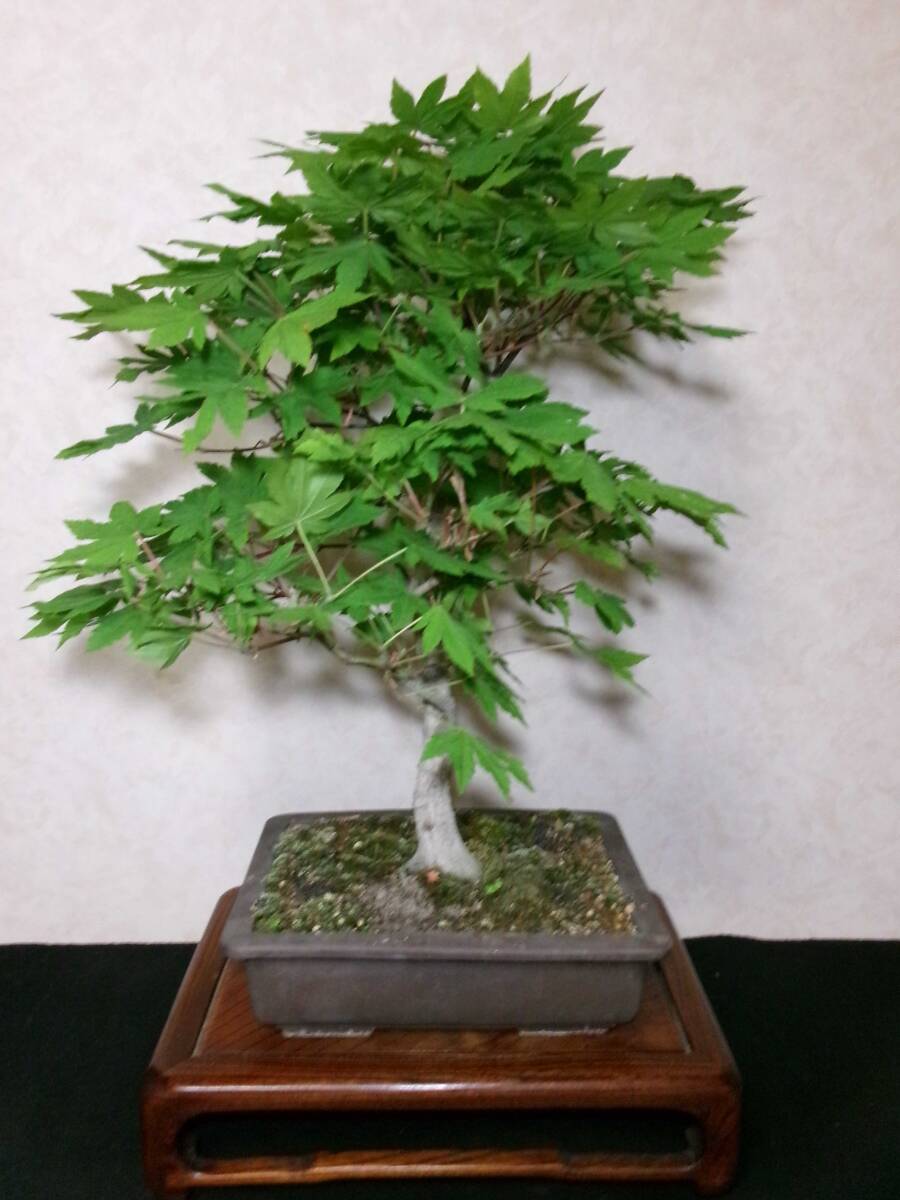  rare old tree feeling on . is uchiwa maple feather .. maple root trim is good underfoot manner . exist light pattern tailoring bring-your-own. middle goods bonsai height of tree 54 centimeter ( ground . from 47 centimeter )