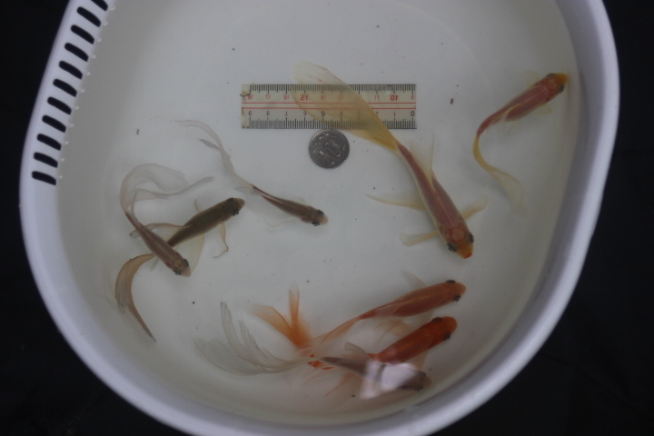 鉄魚 3歳 全長約10～15ｃｍ 白色系 ゴ－ルド系 鉄さび系  合計8尾  の画像6