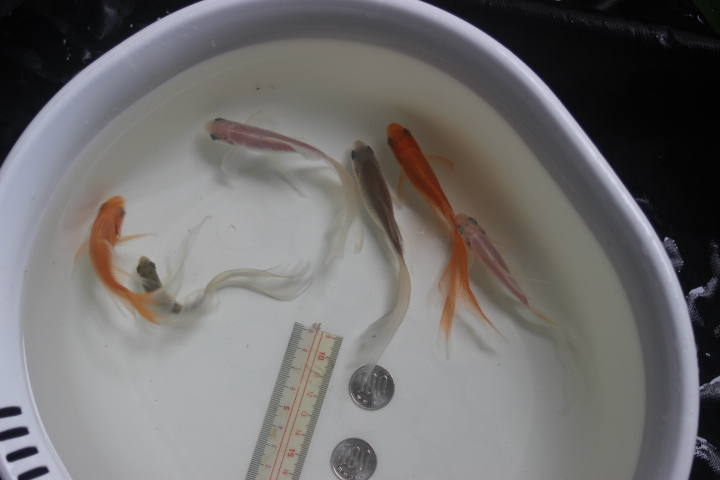 鉄魚　3歳　全長約11～14ｃｍ　白色プラチナ系2尾　ゴ－ルド系2尾　鉄さび系2尾 　合計6尾　　_画像6