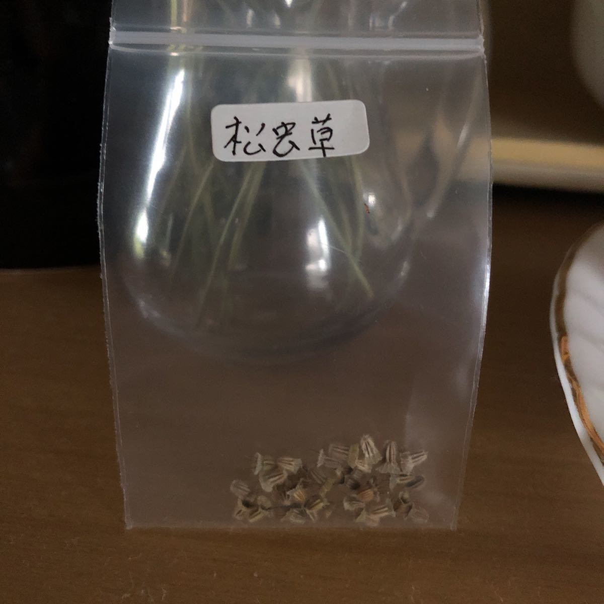 花種　松虫草　クリーム色　宿根多年草　種約20個以上　可愛い！北海道より_画像7