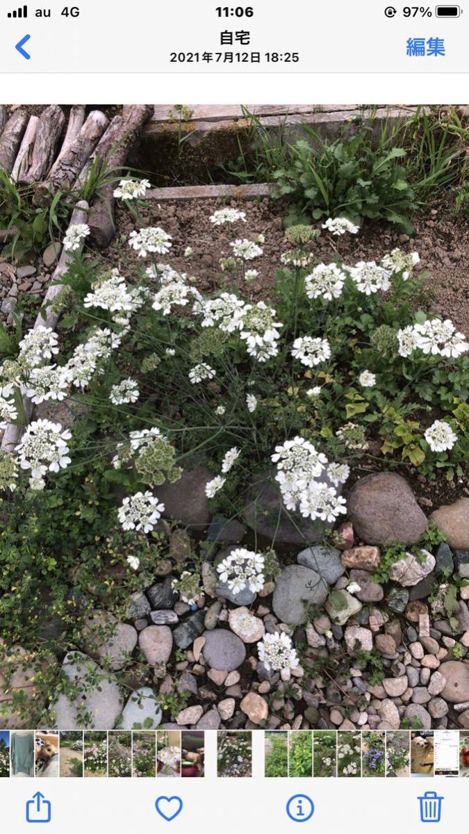 花種　オルレア　一年草　お庭の貴婦人　約15個　北海道より_画像1