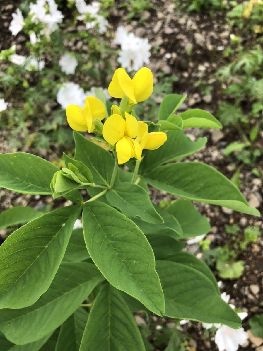 花種　千代萩　センダイハギ　宿根　多年草　約15粒　北海道より_画像1