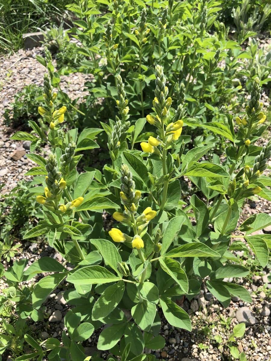 花種　千代萩　センダイハギ　宿根　多年草　約15粒　北海道より_画像3