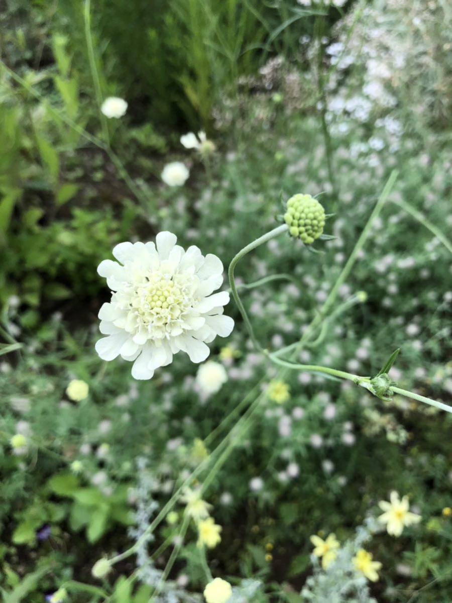 花種　松虫草　クリーム色　宿根多年草　種約20個以上　可愛い！北海道より_画像3