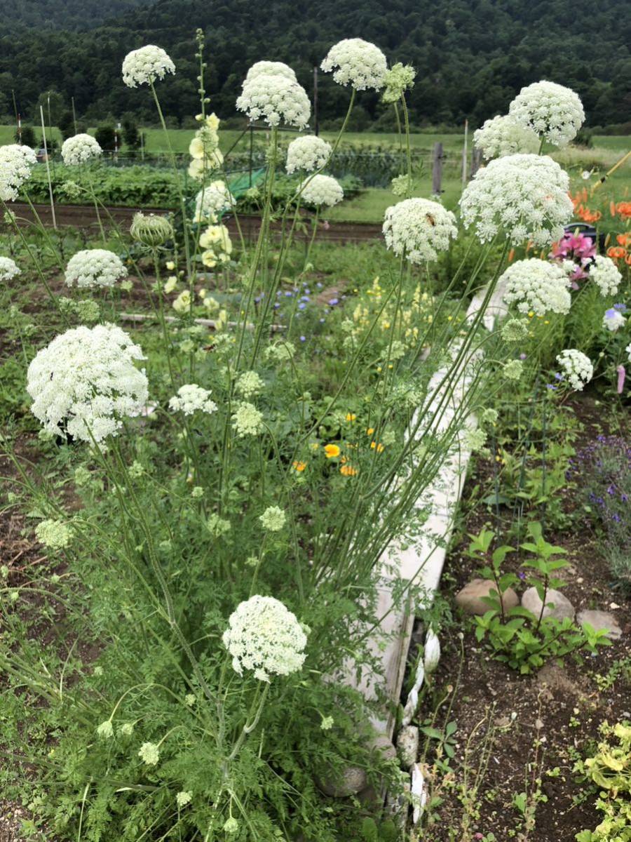 花種　ホワイトレースフラワー　1年から２年草　約20粒以上　華やかな庭に　北海道より_画像1