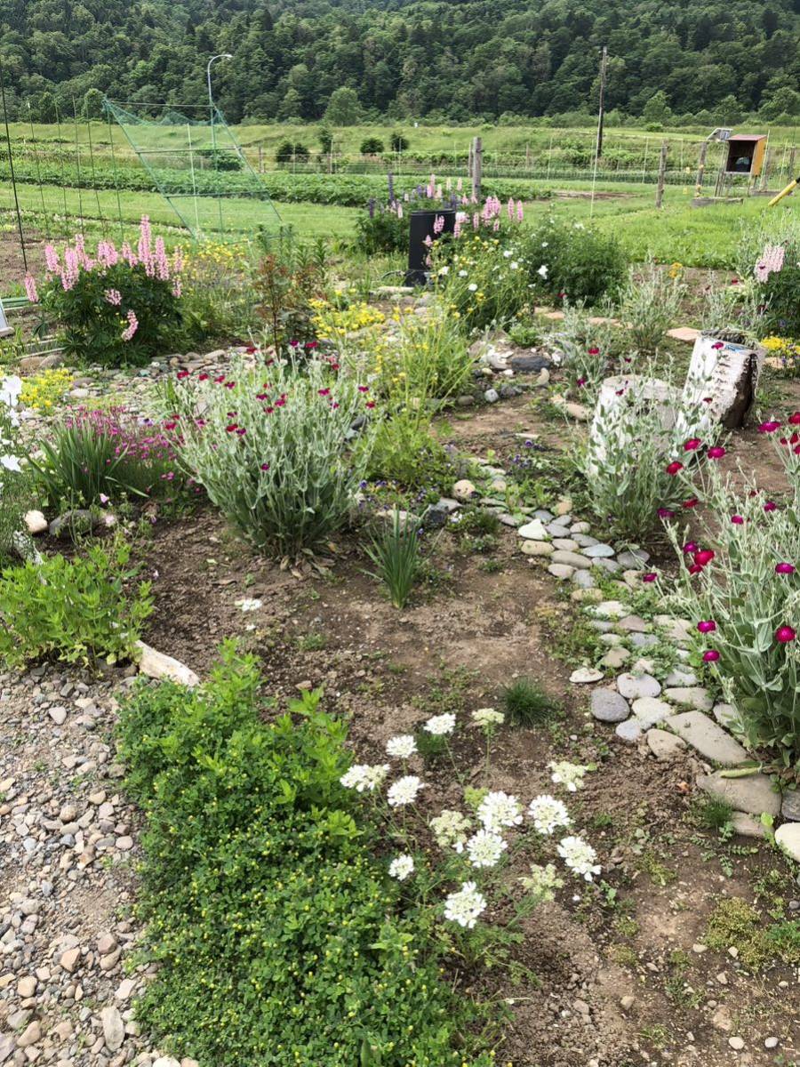 花種　オルレア　一年草　お庭の貴婦人　約15個　北海道より_画像2