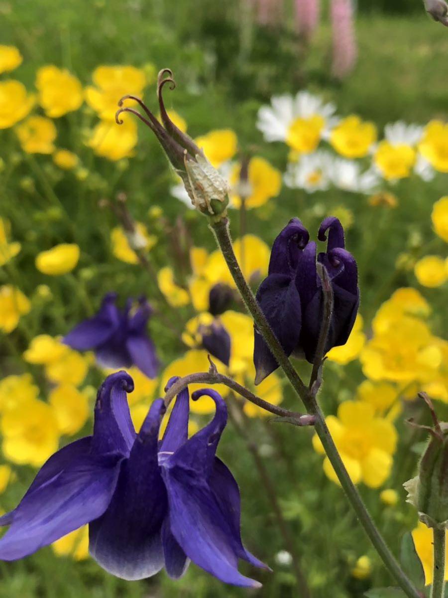 花種　オダマキ　紫　宿根草　約20粒　北海道より_画像1
