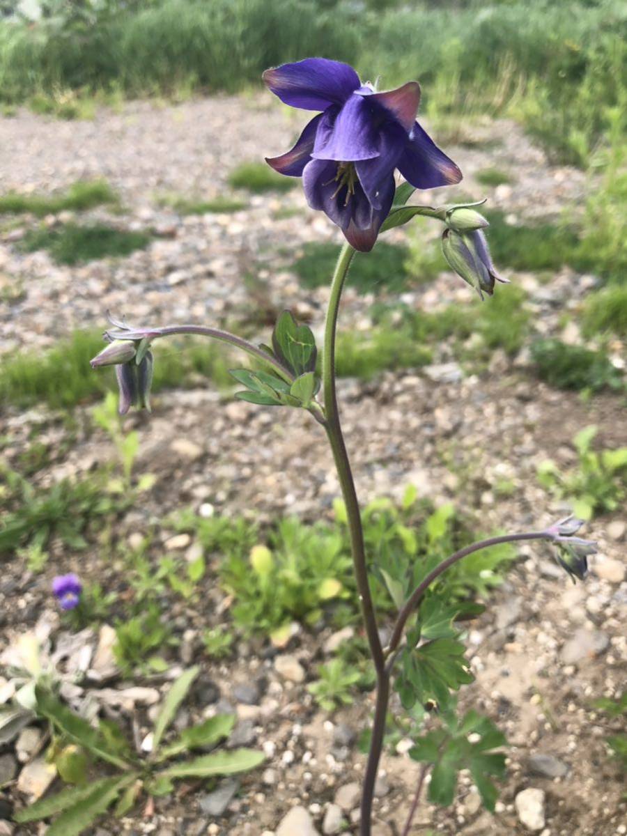 花種　オダマキ　紫　宿根草　約20粒　北海道より_画像5