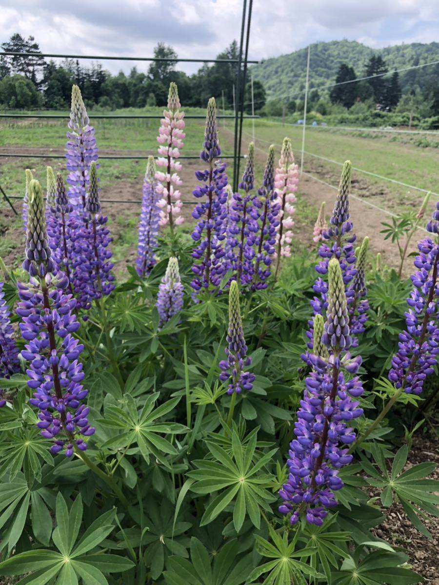 花種　ルピナスmix 多年草　１５粒　北海道より_画像1