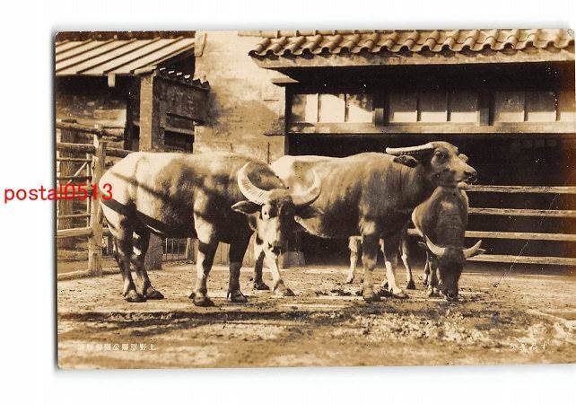 XyB2508●東京 上野恩賜公園動物園 するぎう *折れ有り【絵葉書】_画像1