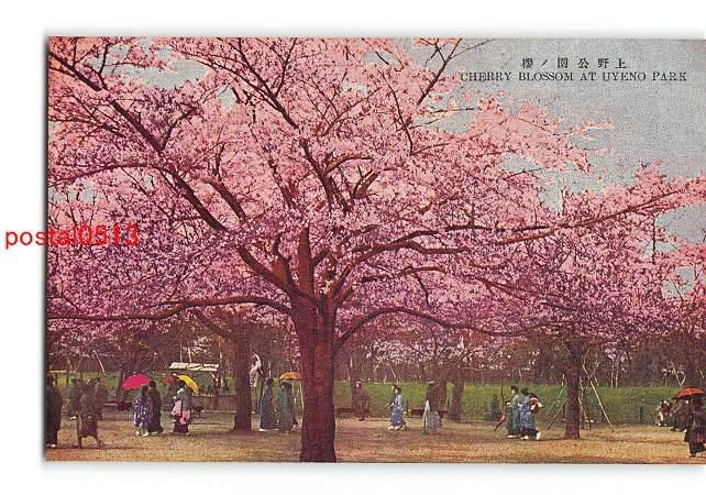 XyD8500●東京 上野公園の桜 *傷み有り【絵葉書】_画像1