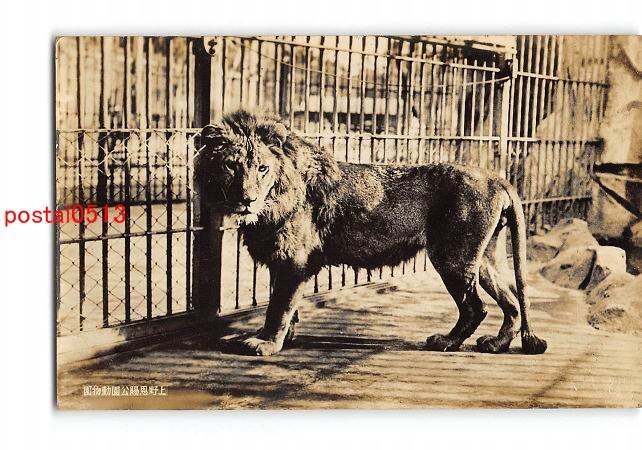 XyD3530●東京 上野公園動物園 ライオン *傷み有り【絵葉書】_画像1