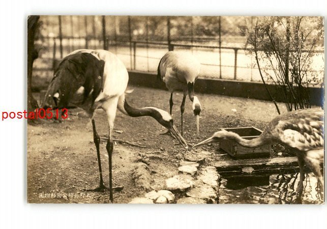 XyH5238●東京 上野恩賜公園動物園 *傷み有り【絵葉書】_画像1