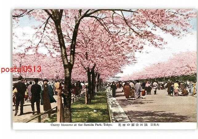 XyK9699●東京 大東京 隅田公園の桜花 *傷み有り【絵葉書】_画像1