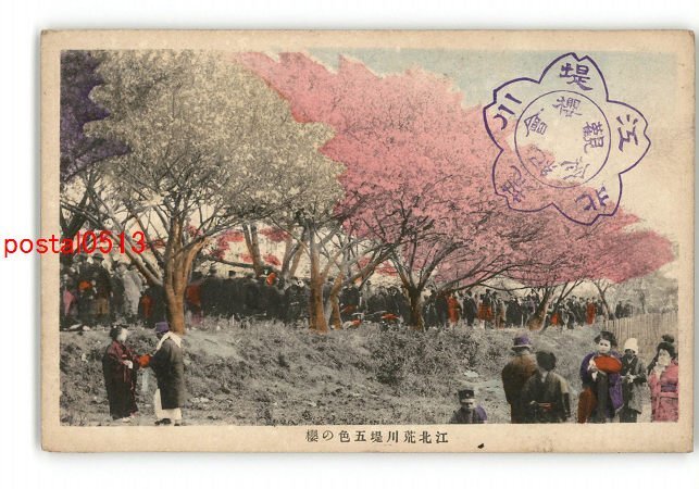 XyM9691●東京 江北荒川堤五色の桜 *傷み有り【絵葉書】_画像1