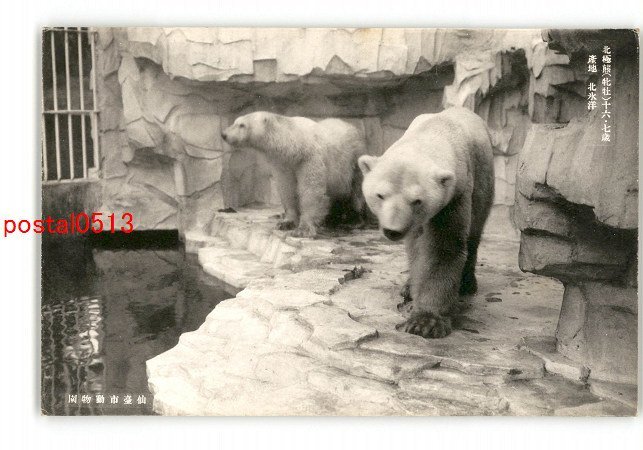 XyT0354●北極熊 牝牡 16・７歳 産地 北氷洋 仙台市動物園 *傷み有り【絵葉書】_画像1