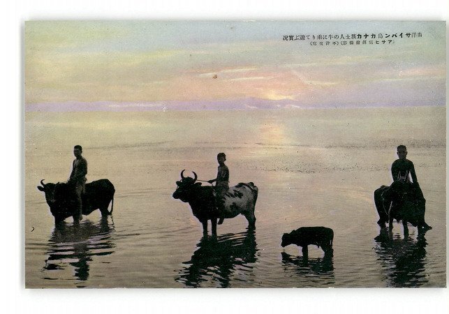 XZB8750●南洋 南洋サイパン島カナカ族の牛に乗りて遊ぶ実況 *傷み有り【絵葉書】_画像1