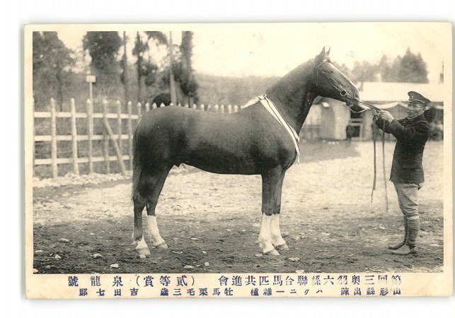 XZC4903●第3回奥羽六県連合馬匹共進会 2等賞 泉龍号 山形県出陣 ハクニー雑種 牡馬栗毛3歳 吉田七郎 *傷み有り【絵葉書】_画像1