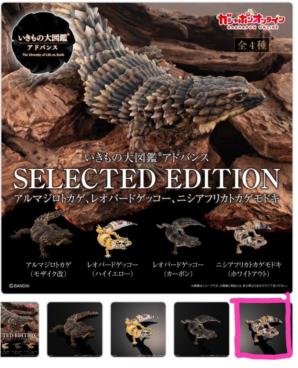 いきもの大図鑑アドバンス　SELECTED EDITION ニシアフリカトカゲモドキ　ホワイトアウト  アルマジロトカゲ