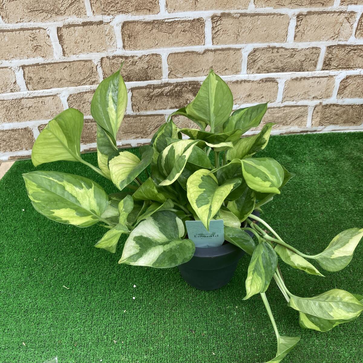 ★ポトス希少品種 数量4 Pothos Emerald ポトス エメラルド ５号鉢の画像6