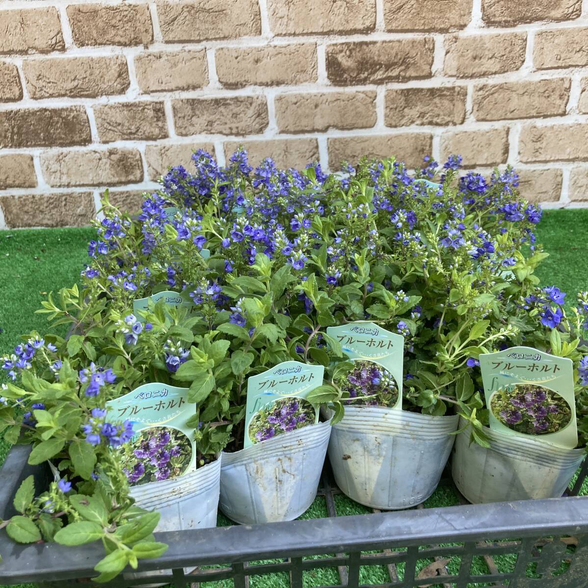 * the first summer. gardening . root Velo nika blue Holt 4 pot 