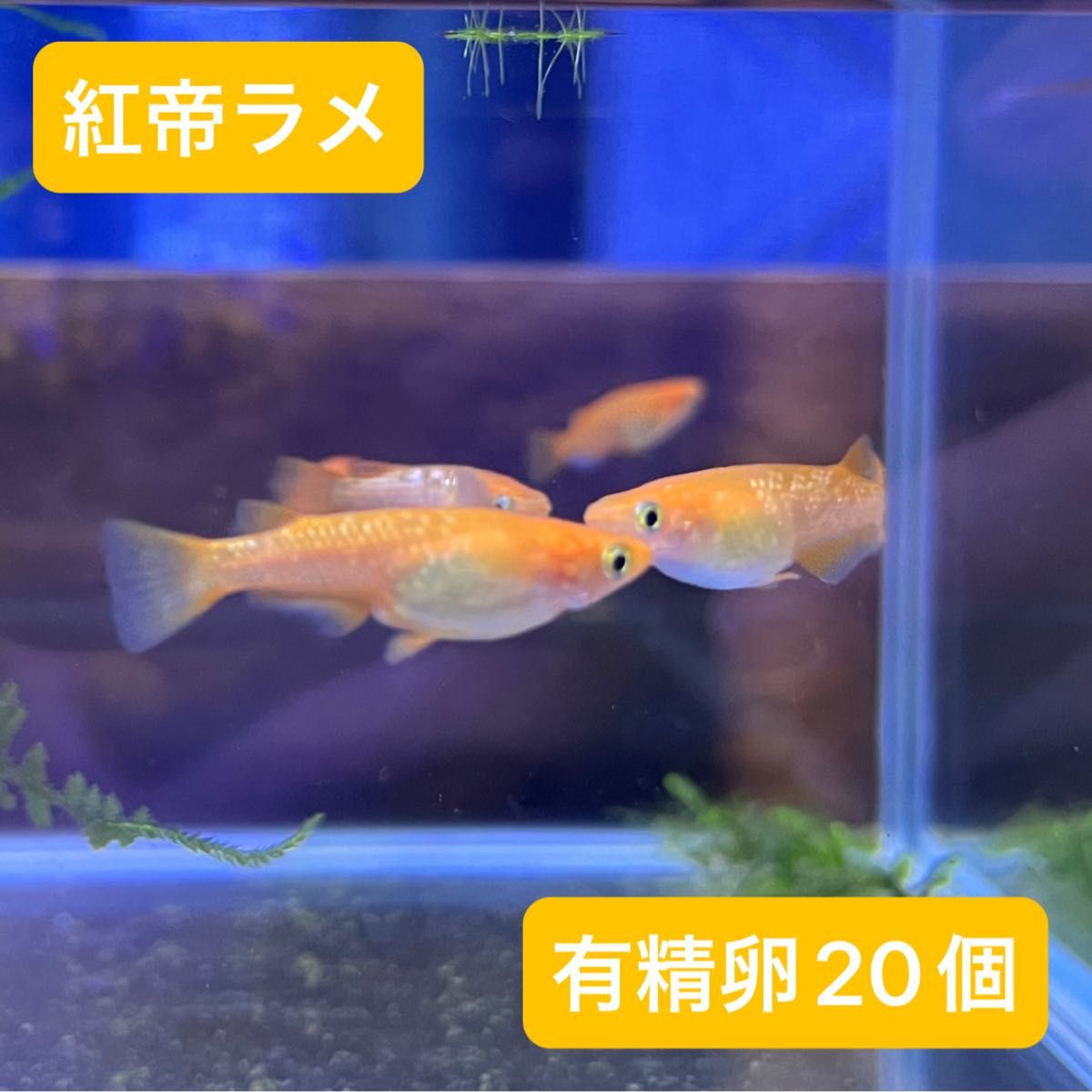 紅帝ラメ有精卵20個＋α