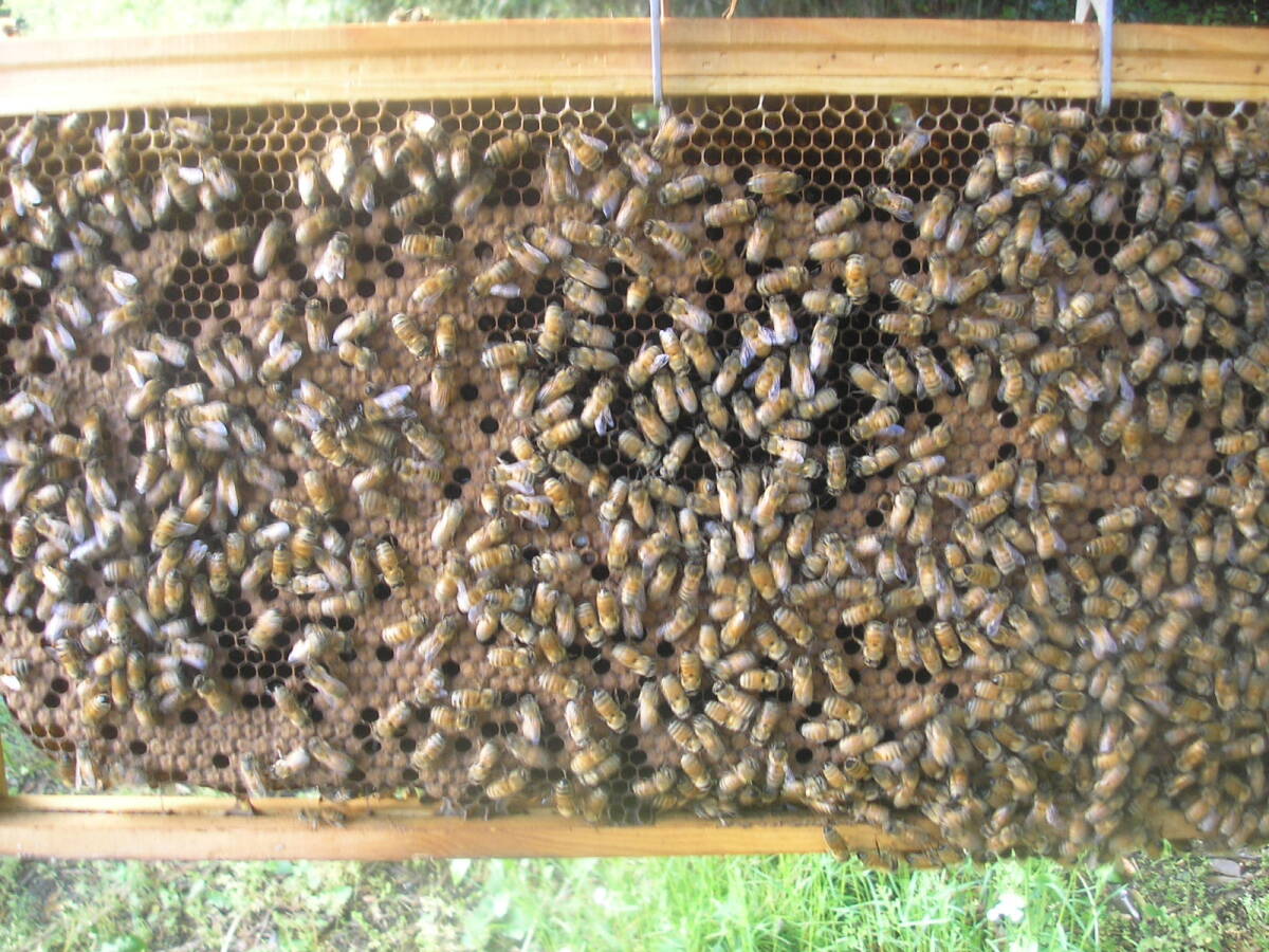 ◎◇★西洋蜜蜂ミツバチ ４枚群 1円スタート Iの画像1