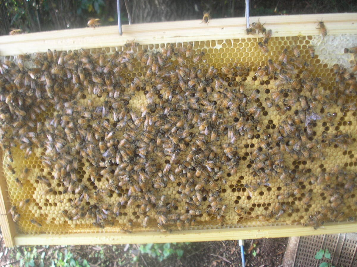 ◎◇★西洋蜜蜂ミツバチ ４枚群 1円スタート Iの画像3