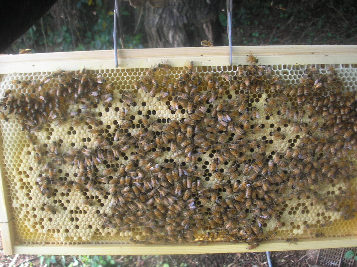 ◎◇★西洋蜜蜂ミツバチ ４枚群 1円スタート Iの画像4