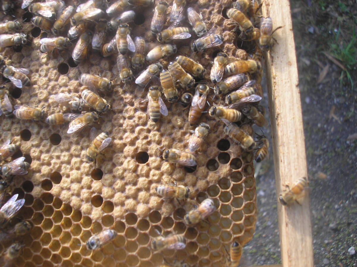 ◎◇★西洋蜜蜂ミツバチ ４枚群 1円スタート Iの画像5