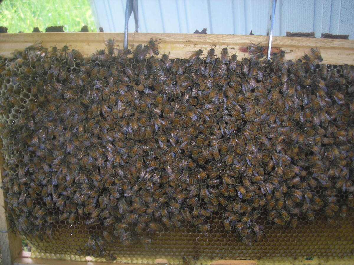◎◇★西洋蜜蜂ミツバチ 女王蜂 1円スタート Kの画像2