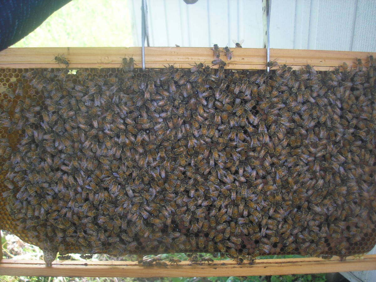 ◎◇★西洋蜜蜂ミツバチ 女王蜂 1円スタート Kの画像5
