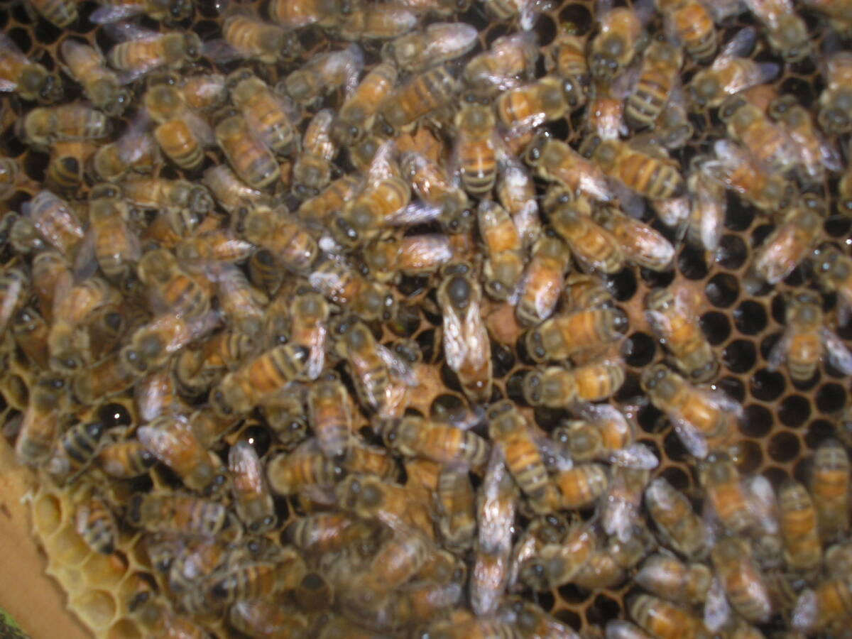 ◎◇★西洋蜜蜂ミツバチ 女王蜂 1円スタート Kの画像6