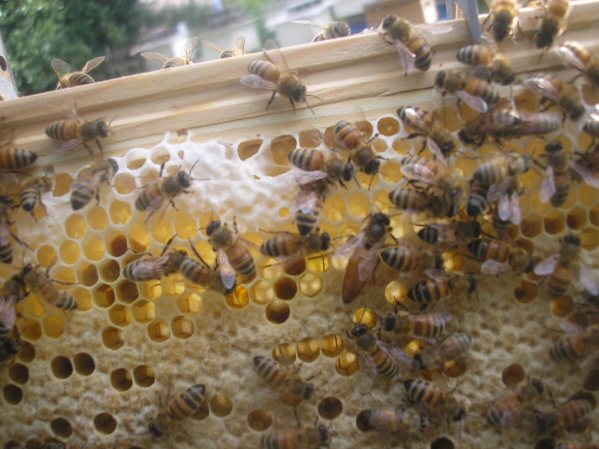 ◎◇★西洋蜜蜂ミツバチ　３枚群　1円スタート　O_画像1
