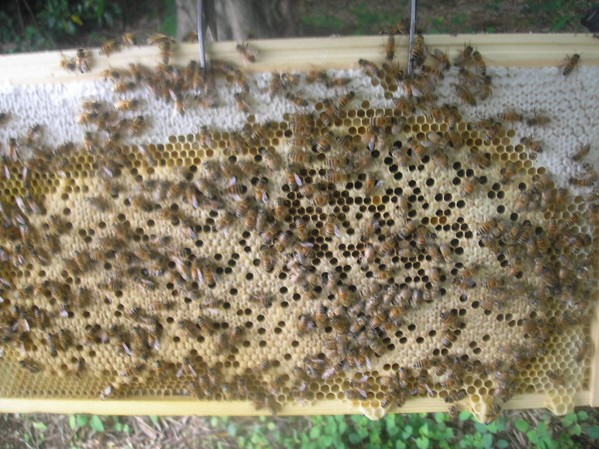 ◎◇★西洋蜜蜂ミツバチ　３枚群　1円スタート　O_画像3