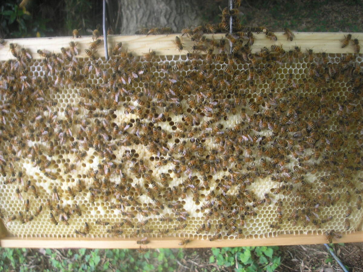 ◎◇★西洋蜜蜂ミツバチ　３枚群　1円スタート　O_画像5
