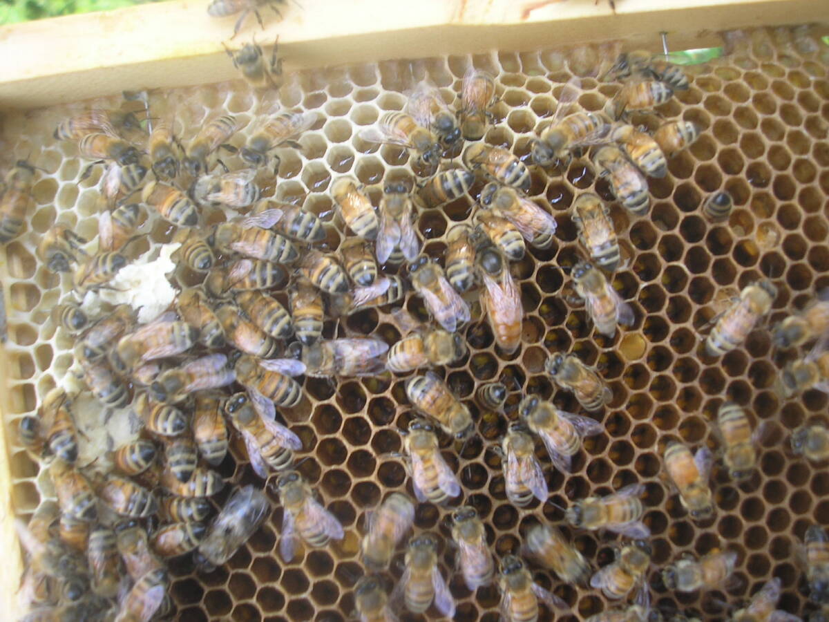 ◎◇★西洋蜜蜂ミツバチ　３枚群　1円スタート　P_画像1