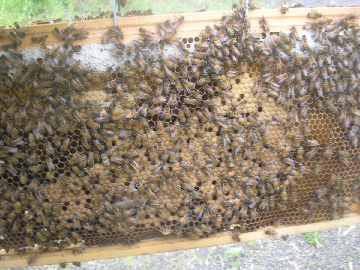 ◎◇★西洋蜜蜂ミツバチ　３枚群　1円スタート　P_画像2