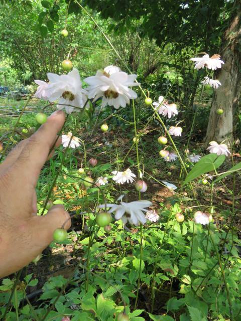 山野草　②　八重咲き　蓮華升麻、レンゲショウマ　開花予定株_画像4