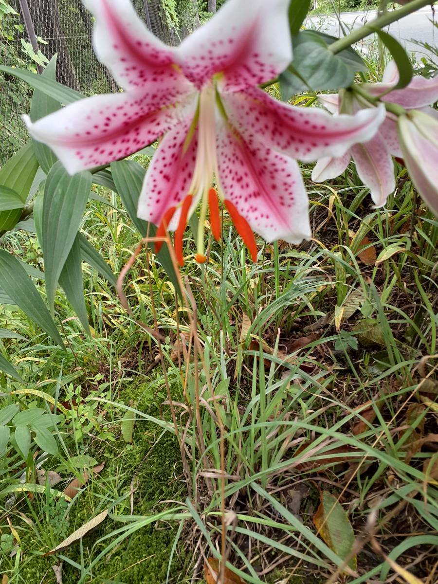 山野草　紅筋ヤマユリ変異種　　①　関谷ピンク_開花参考画像