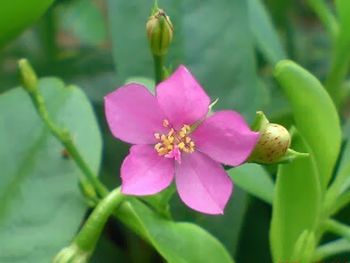 シビラン アフリカほうれん草 沖縄野菜の画像2